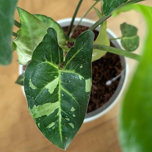 Image of LittleJungle Syngonium (Panda Galaxy Hybrid) - Live Plant with 5.5 Inches White Decor Pot | Indoor Plants For Home | Office Desk | Air Purifying Plant | Live Plant With Pot For Home Decor |