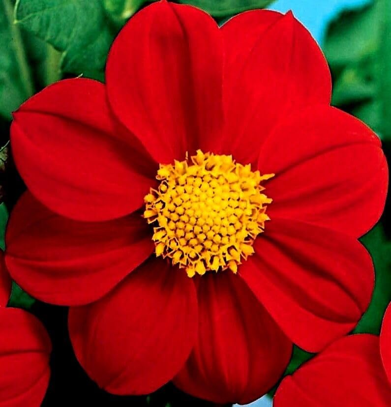 Buy4seeds 10 Seeds Dahlia Dwarf Mignon red Useful for Gardening (10 Seeds) Easy to Grow