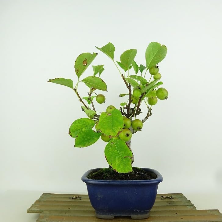 樹高6㎝根上がりカイドウ？ズミ？　ミニ　小品　盆栽　真柏　黒松　五葉松　エゴ　梅 樹高6㎝根上がりカイドウ？ズミ？ ミニ 小品 盆栽 真柏 黒松 五葉松