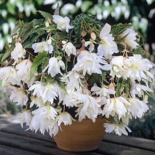 Begonia White Cascade - Tuberous Perennial - Summer Flowering Garden Bulbs - Live Trailing Plants for Hanging Baskets and Pots - UK Gardens (3 Bulbs)