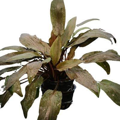 Cryptocoryne Undulata Aquatic Plant, 1 Pack