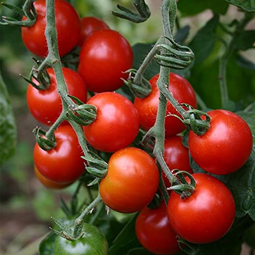 Golden Hills Farm Hybrid Tomato Red Cherry American variety vegetable 100+ seeds (B096W34KZP) Amazon Price History, Amazon Price Tracker