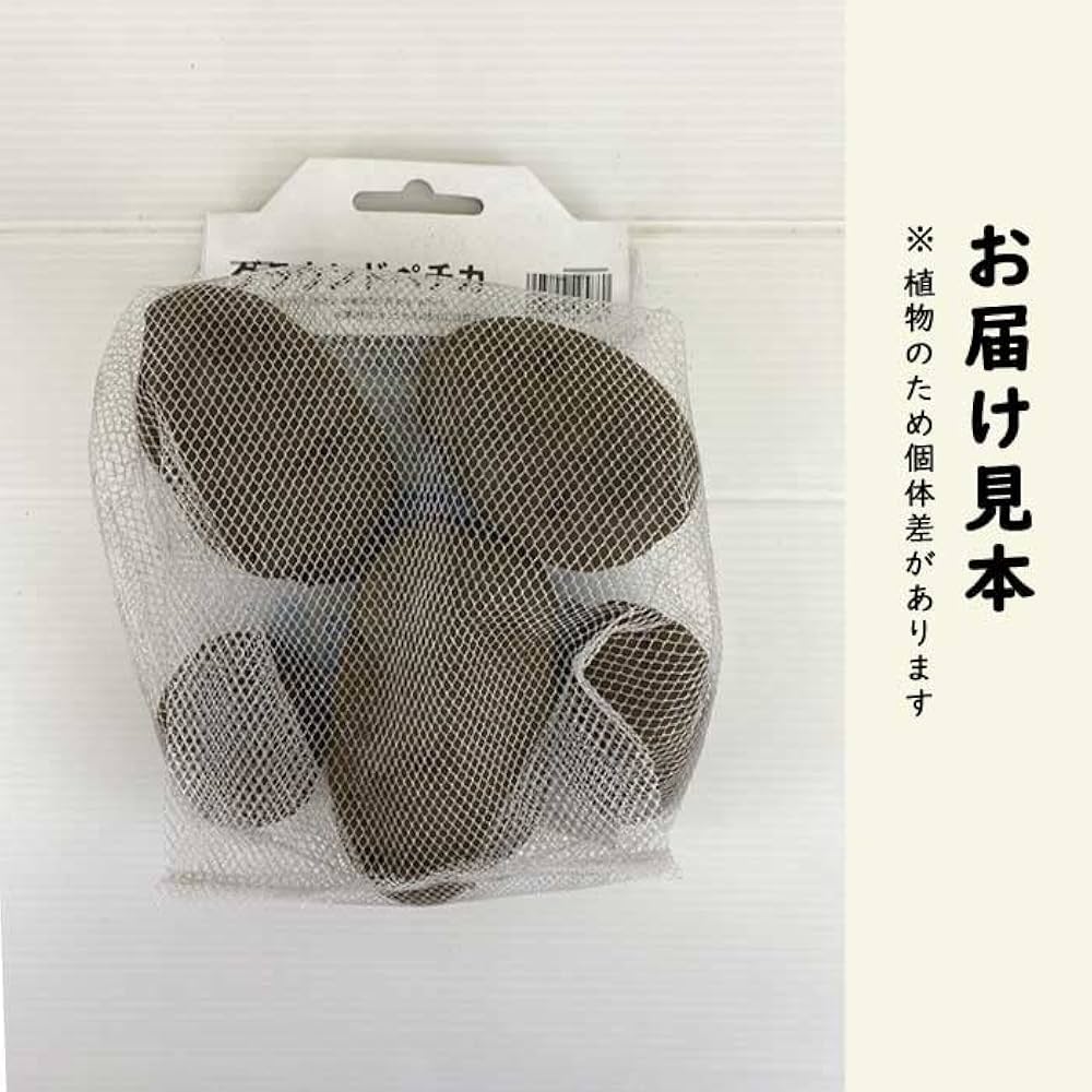 グラウンドペチカ デストロイヤー 種芋 種イモ じゃがいも Sサイズ 150個 51aXheTbNKL._UF350,350_QL50_.jpg