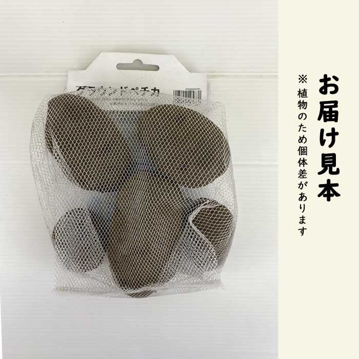 Amazon.co.jp: 種 じゃがいも グラウンドペチカ 500g