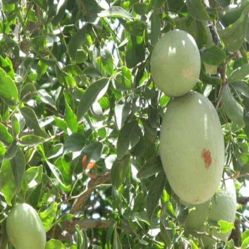 Image of Bel Patra Live Plant with Pot | Bilva Plant | Aegle Marmelos Green Sacred Plant | Home Garden Balcony Terrace Outdoor Gardening | Pooja Use | Potted Bel Tree Plant | Natural Plant | 1 Piece