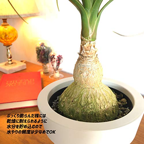 観葉植物の植え替え モンステラ デリシオサとトックリランが 以前の植替時から2年経過 土の入れ替えしたよ イシマサ 行士業ブログ