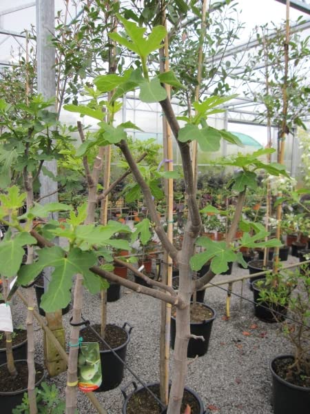 Feigenbaum Brogiotto Bianco - Ficus carica - Hochstamm