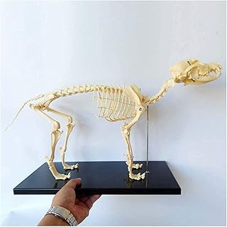 Canine Dog Skeleton Anatomical Model - Animal Anatomical Model Dog Skeleton Anatomy - for Veterinary Teaching Demonstration Tool Human Biology Teaching