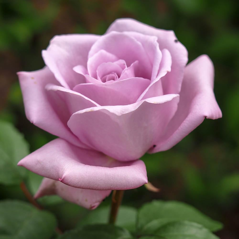 Yougarden Lilac Harkness 'Sapphire Wedding 45Th Anniversary Rose' ®, 1 X 4 Litre Pot, Flowers Fragrant Garden Shrub Ready To Plant