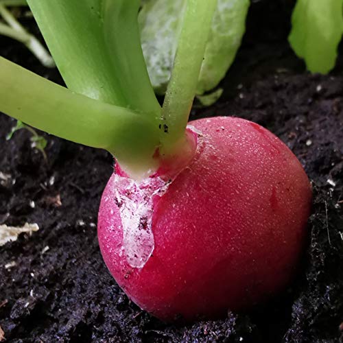 Radieschen Samen für ca. 100 Pflanzen von OwnGrown
