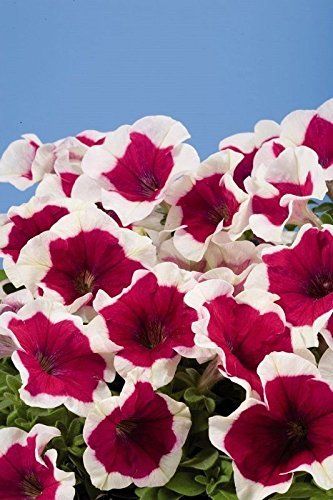 Graines de pétunia enrobées Graines de pétunia Star Rose Frost Paquet de 500 graines