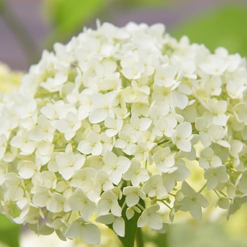 Hortensia Arb Annabelle - Hydrangea Arb Annabelle 40/50 cm Pot 3l - Plante En Pot - Floraison Été - Hauteur 1 à 1,5 m