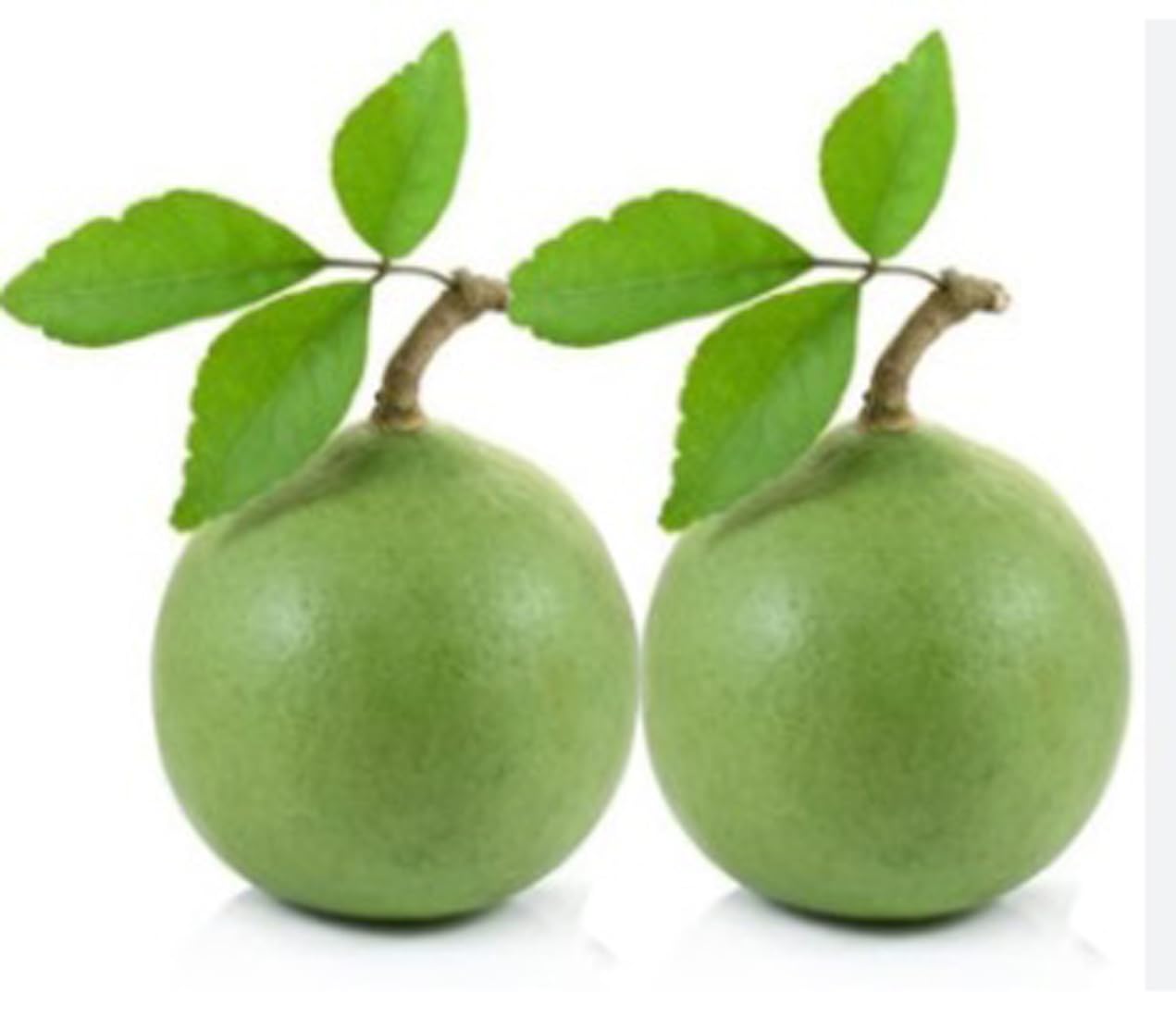 Green view "Indian Quince bael Plant "Grafted hybrid - 1 Healthy Live Super Yielding Early Fruting Fruit Plant 1-1.5 Ft Height in Nursery Grow Bag for Home Garden (B0BWTQXL1S) Amazon Price History, Amazon Price Tracker