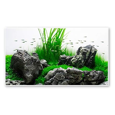 Amtra Doble Amazonia Blister Fondo 30x60cm Cover
