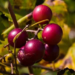 Venus Grape Vine Plant Live | 1-2 Year Old Well-Rooted Grape Plant For Outdoor Planting | Fruit Tree For Garden
