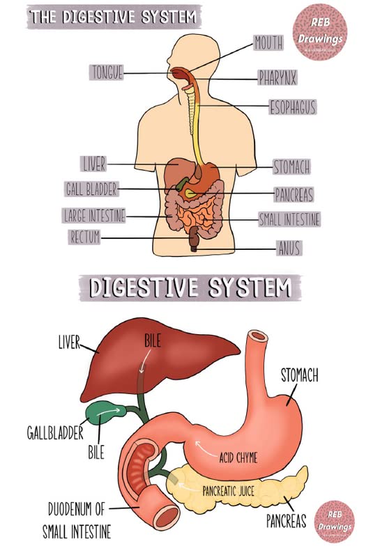 Check6 Digestive System Science Poster | 12-Inches By 18-Inches Inspirational Motivational Educational Classroom Posters |Great Gift Ideas For Teachers | P1034