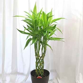 Amazon｜観葉植物 サンデリアーナ：ミリオンバンブー（ドラセナ）6号