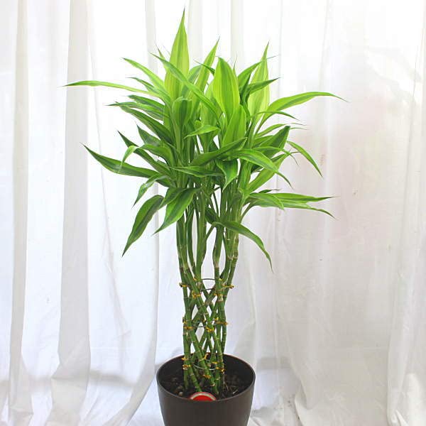 Amazon|観葉植物 サンデリアーナ:ミリオンバンブー(ドラセナ Amazon|観葉植物 サンデリアーナ:ミリオンバンブー(ドラセナ