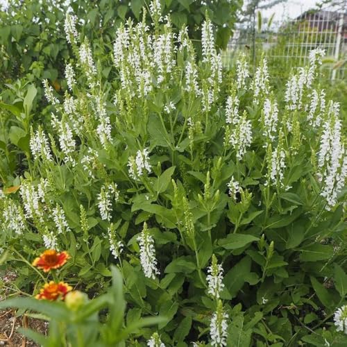 semillas de salvia orgánica, para lugares soleados semillas de jardín rocas verdes cobertura suelo mariposas Decoración 250pcs