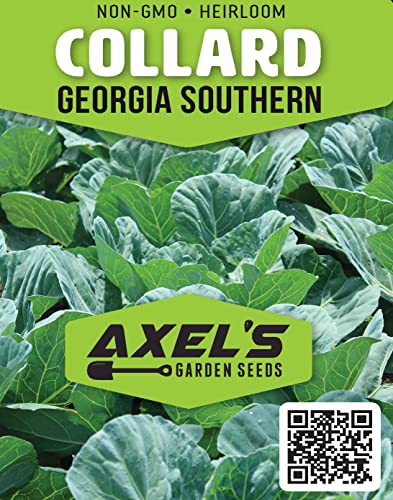 Collard Green Seeds for Planting - Plant & Grow Georgia Southern Collards - Full Planting Instructions to Plant a Home Outdoor Vegetable Garden - Great Gardening Gift, 1 Packet - Image 3