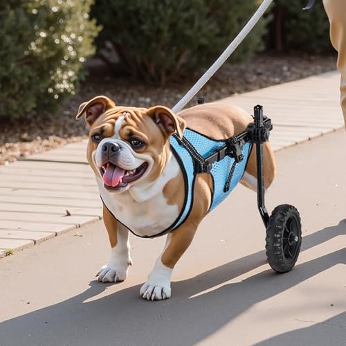 VEVOR Hunderollstuhl für Hinterbeine, Verstellbarer Haustierrollstuhl, Leichter Hundewagen mit stoßdämpfenden Rädern, Gehhilfe für behinderte, gelähmte, verletzte Hunde bis 15 kg, M
