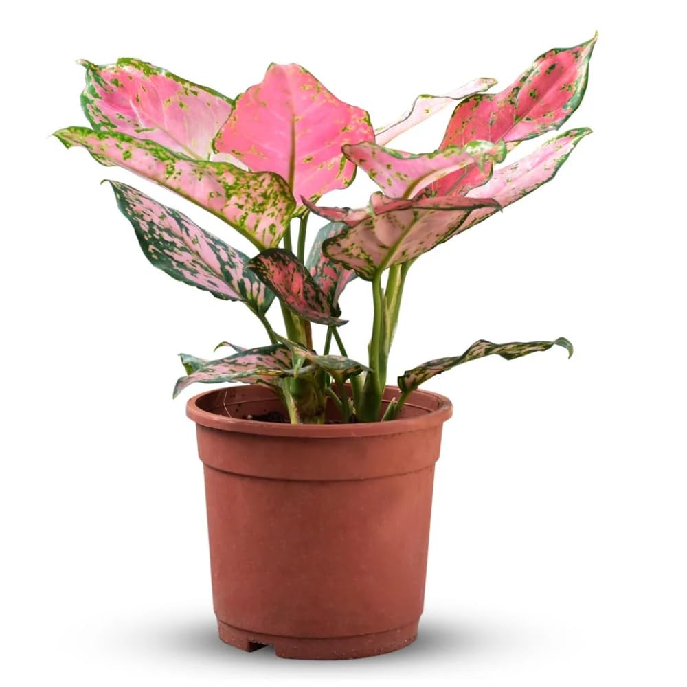 See full amazon price history chart for Bhajanlal Greenery Aglaonema Lady Valentine, Aglaonema Anyamanee (Pink) - Plant in 4 inches Pot Bhajanlal Greenery Aglaonema Lady Valentine, Aglaonema Anyamanee (Pink) - Plant in 4 inches Pot (B08PZ8S1FS) Amazon Price History, Amazon Price Tracker