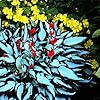 Hosta Seeds, 200+pcs Grow Easily Exotic Hostas Drought Tolerant Colorful Hosta Plants Backyard Walkway Bed #4