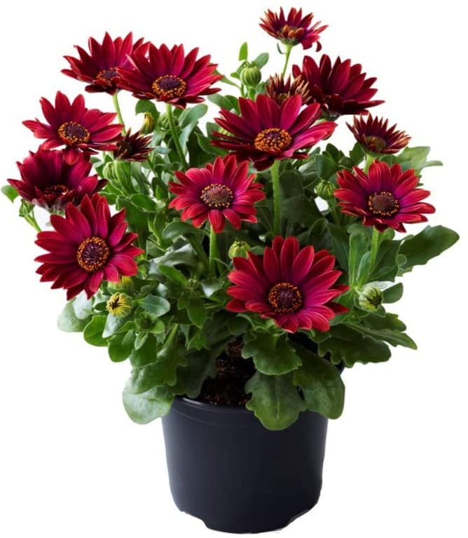 Osteospernum Cape Daisy - Garden Ready - 10.5cm Pot (4, Deep Red)