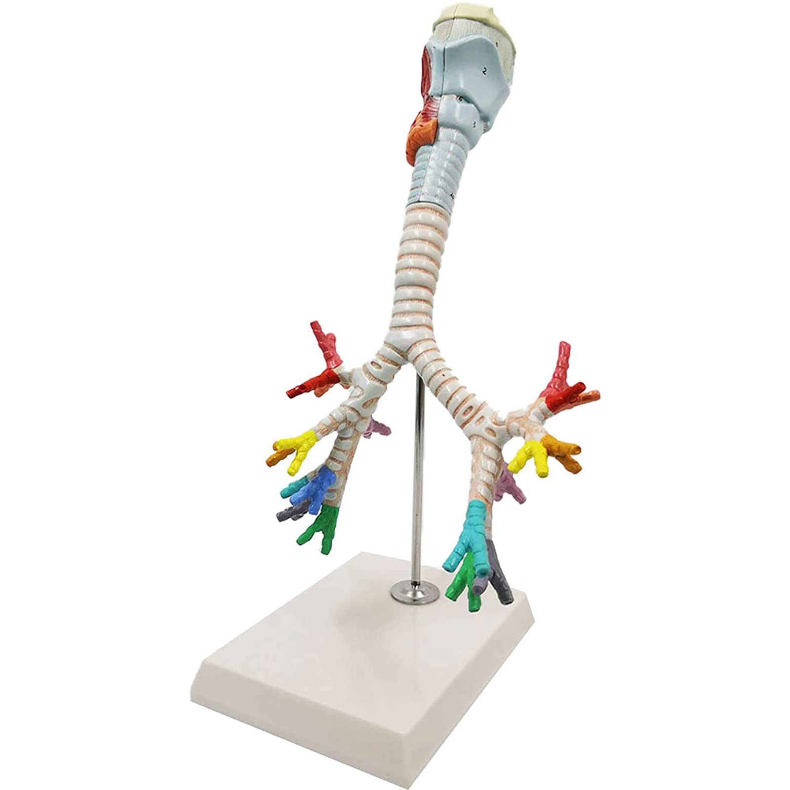 Larynx Bronchial Lung Anatomy Human Anatomy Human Larynx Tracheobronchial Tree Model Laryngoscope Presentation for Medical Education解剖模型 product thumbnail 3