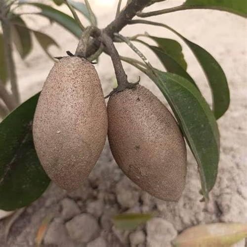 Image of PACK OF 1 LONG THAI CHIKU FRUIT PLANT OUTDOOR GARDEN LIVE ORGANIC GRAFTING HYBRID TREE