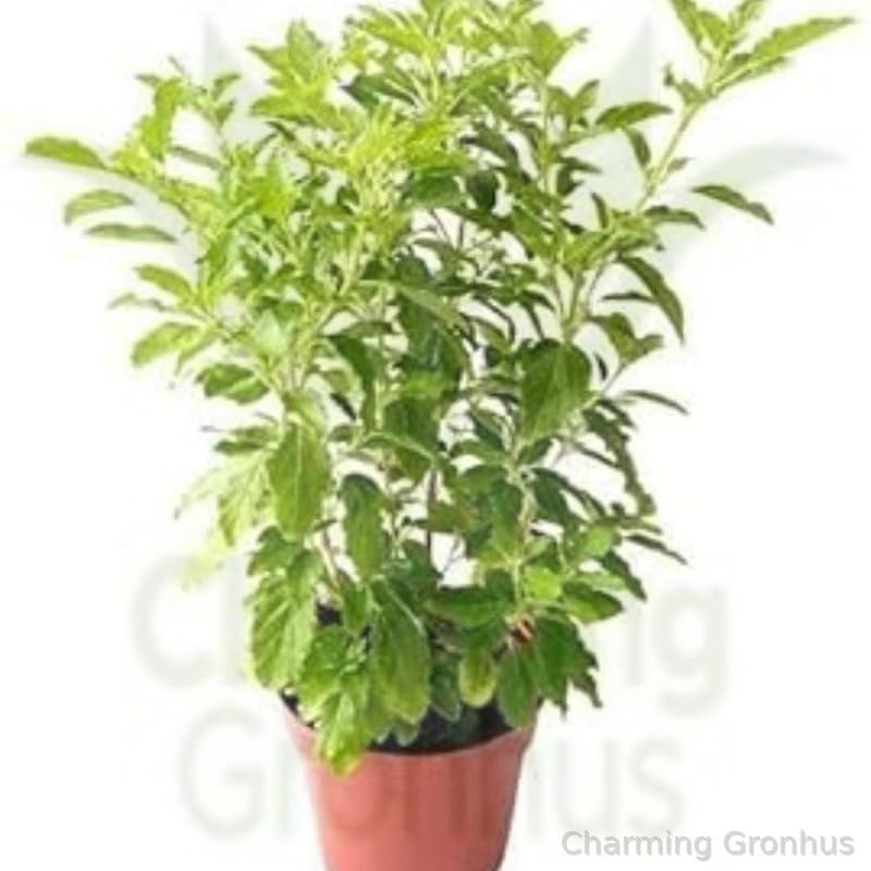 Charming Gronhus Live Rama Green/Hari Tulsi Plant For Outdoor Gardening Live Ayurveda/Ayurvedic Medicine Plant With Black Plastic Pot (B0CGKYF19Q) Amazon Price History, Amazon Price Tracker