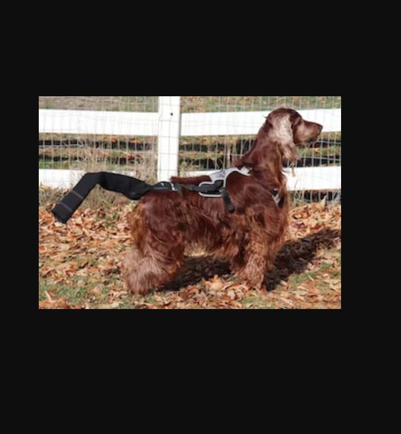 Image of Tail Guard & Harness Set - Veterinary Dog Tail Protector & Injury Wrap, Size Small