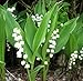 White Lily of the Valley 30 Pips - Great in the Shade!