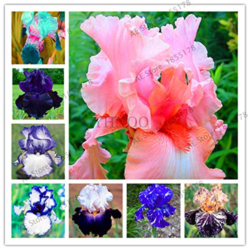 Amazon.com : Big Promotion!100PCS Iris Plantas,Seed Flower