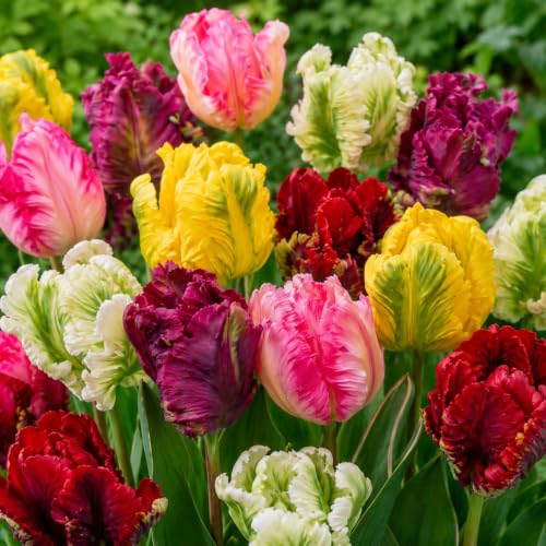 Dutch Bulbs 25 x Mezcla de Tulipanes Papagayo | Bulbos de tulipán | de Holanda | Al menos 5 variedades y colores diferentes | Tulipanes resistentes al invierno y perennes para jardines