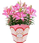 Amazon.co.jp: 花のギフト社 母の日 花 鉢植え ブーゲンビリア