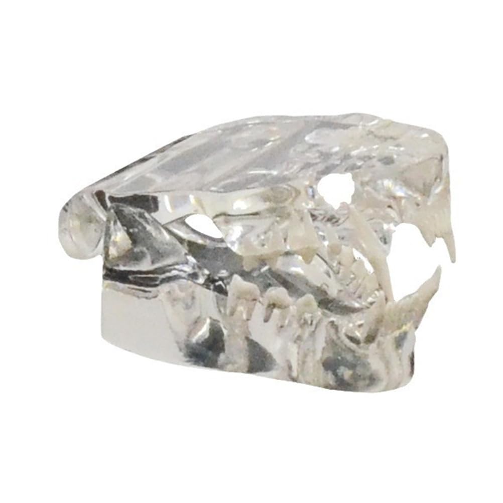 Yrqmgsf White Transparent Cat Teeth Oral Model Veterinary Pet Dental Model Canine Teaching Pet Model For Veterinary Educational Tool