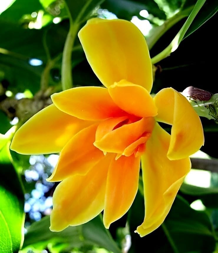 Image of Most Beautiful Fragrange Hybride inch Flower inchTree Plant Pack of 1|| For Home Garden Outdoor Live Flower Tree Plant (Orange swarna champa)