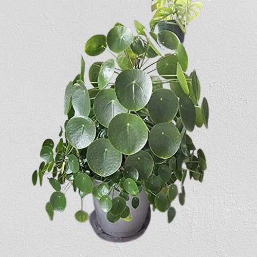 MSK EVER GREEN Chinese Money Plant Pilea Peperomioides Indoor Plant With Black Pot (B0CY4S6F3C) Amazon Price History, Amazon Price Tracker