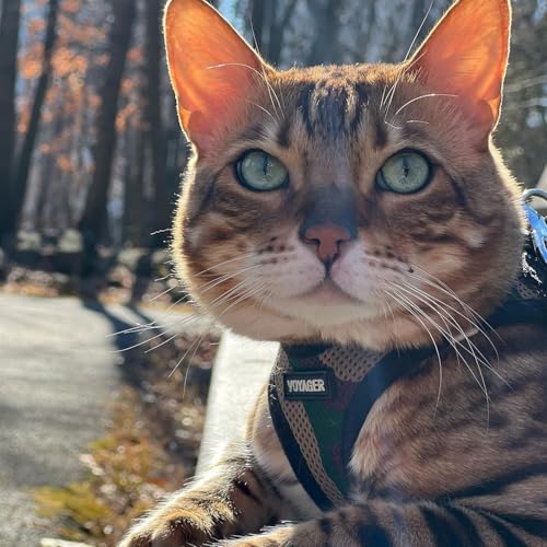 Image of Voyager Step-in Pet Harness - All Weather Mesh, Adjustable Step in Harness for Cats and Dogs by Best Pet Supplies - 307S Army Base, XXXS
