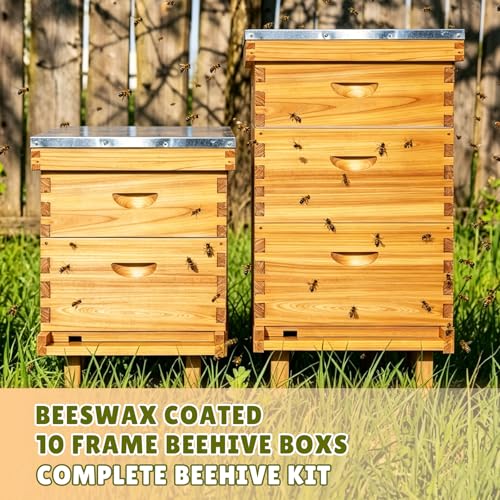 ThxBees 10-Frame Bee Hive Complete Beehive Kit Beeswax Coated Beehive Include Frames and Foundation Sheets for All Beekeeping Levels (1 Deep & 1 Medium Bee Boxes) by ThxBees - Image 2