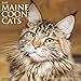 Just Maine Coon Cats 2020 Wall Calendar