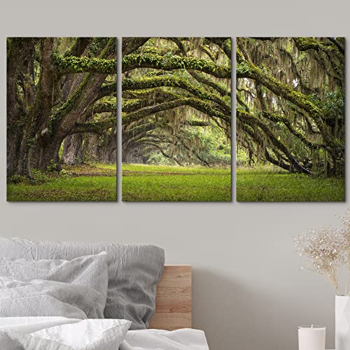 Wall26 - Plantation Oak Trees Forest Landscape - Canvas Art Wall Art - 16"X24" #TOP2