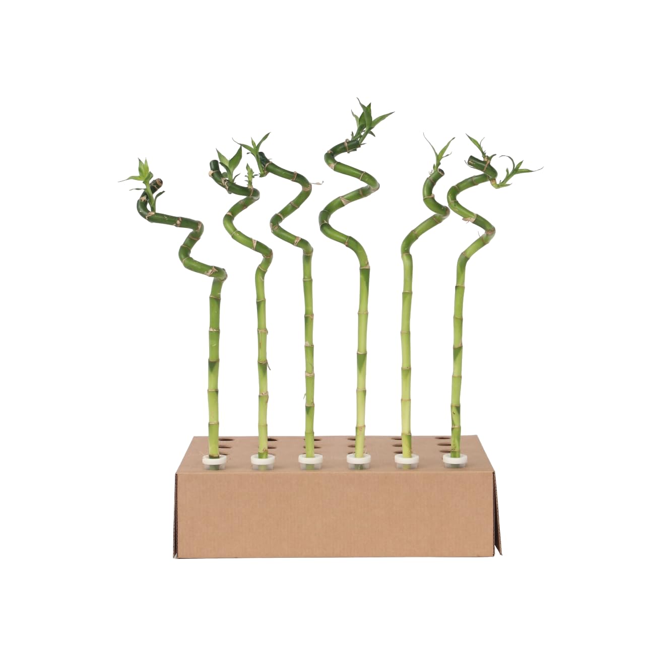 Plant in a Box - Dracaena sanderiana - Set de 12 - Lucky Bamboo - Plante de bambou porte-bonheur véritable - Hauteur 40-50cm