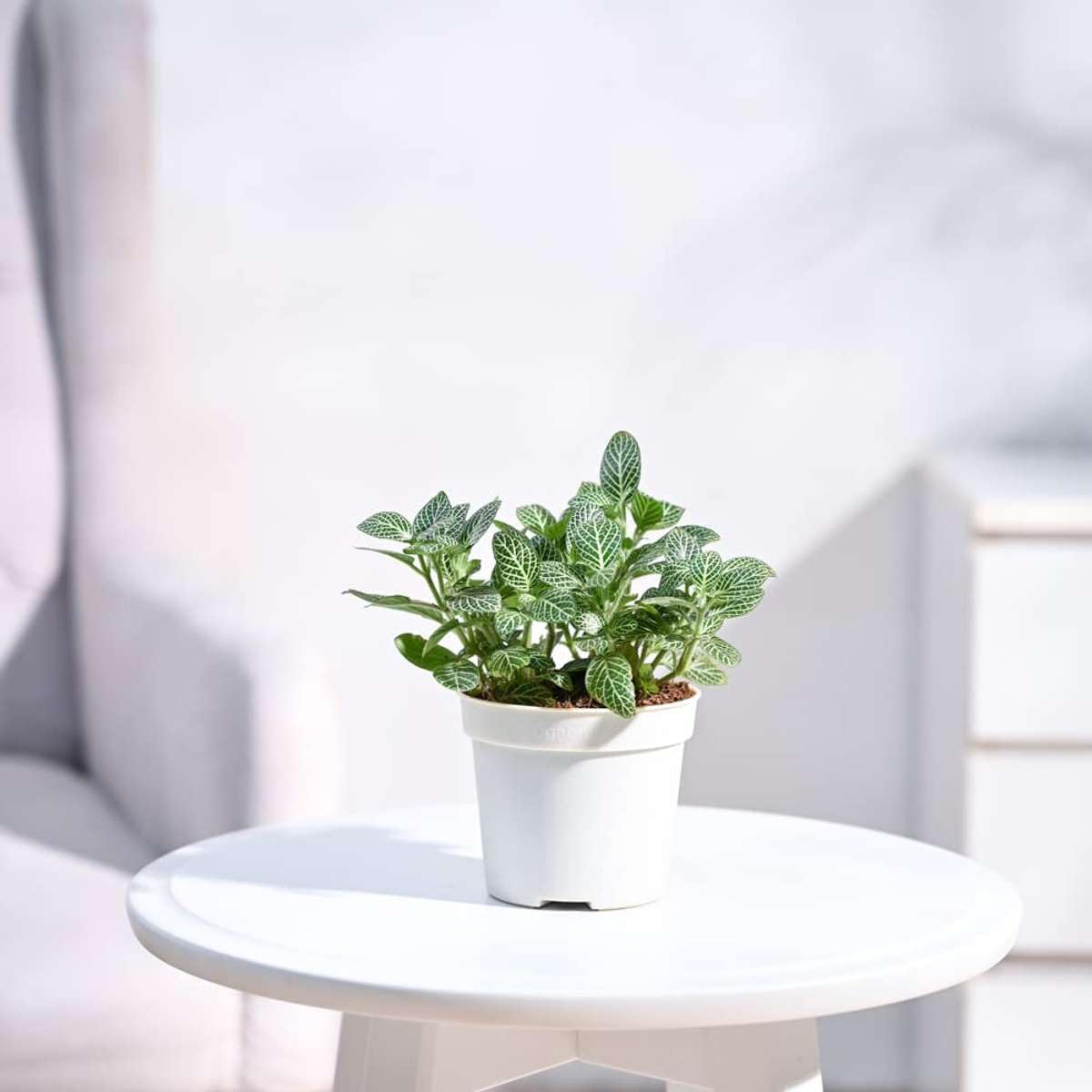 See full amazon price history chart for Plantoos Fittonia Green Nerve Live Plant with Pot Plantoos Fittonia Green Nerve Live Plant with Pot (B0B941L5FX) Amazon Price History, Amazon Price Tracker