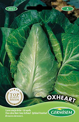 Germisem graines Chou Coeur de Boeuf OXHEART