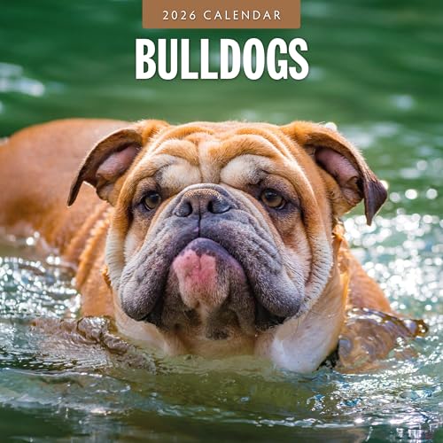 Bulldoggen - Quadratischer Wandkalender 2026 - von Red Robin Publishing
