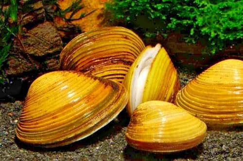 5x live Freshwater Mini Yellow-gold Clam, Filter Feeder, for Aquarium fish tank. 1.5cm clean up crew.