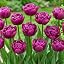 Double Purple Passion | 20 Tulips Mix