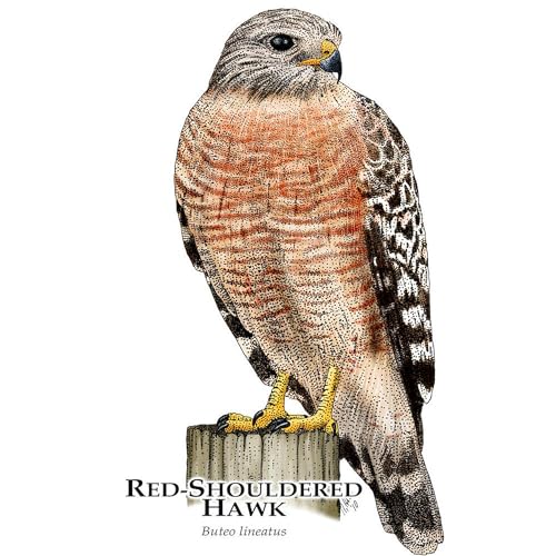 Taza Café Cerámica 11 oz Diseño Red Shouldered Hawk miniatura 3